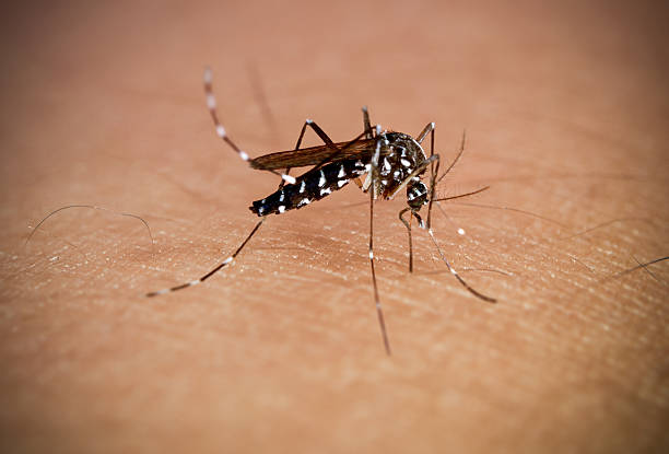 Asian Tiger Mosquito Aedes aegypti & Aedes albopictus - mosquito-borne disease vector