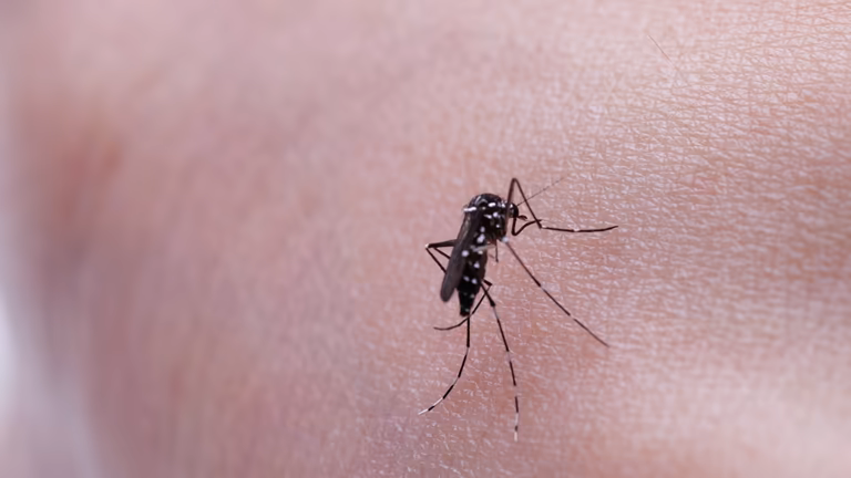 Common House Mosquito Culex - mosquito-borne disease vector