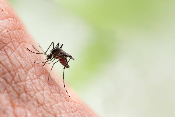 Yellow Fever Mosquito Aedes aegypti - mosquito-borne disease vector